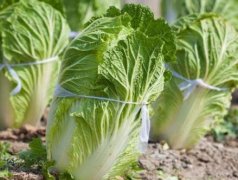 測(cè)土配方施肥儀緩解土壤養(yǎng)分流失問(wèn)題